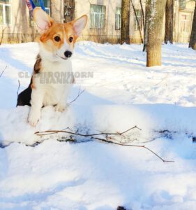 CLAN IRONHORN BIANKA отдыхает на снегу, щенок вельш корги пемброк
