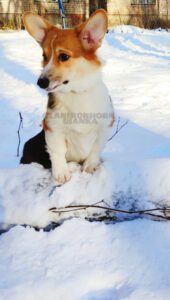 CLAN IRONHORN BIANKA исследует снег, щенок вельш корги пемброк