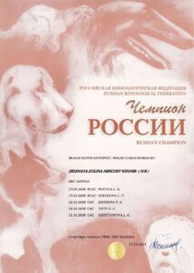 Кобель-производитель вельш корги пемброк ZELENAYA DOLINA MERCURY WINNER N/B — Чемпион России, питомник CLAN IRONHORN