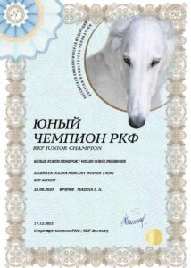 Кобель-производитель вельш корги пемброк ZELENAYA DOLINA MERCURY WINNER N/B — Юный Чемпион РКФ, питомник CLAN IRONHORN