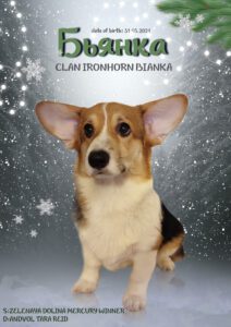 CLAN IRONHORN BIANKA позирует в зимней одежде, щенок вельш корги пемброк