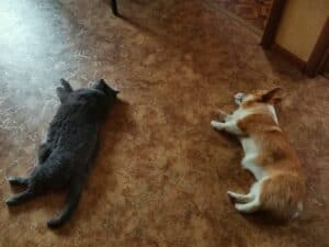 BOLIVIYSKAYA BABOCHKA N/B (Болли), щенок вельш корги пемброк, отдыхает с другом-кошкой