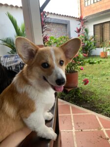 CLAN IRONHORN BRITANIYA, щенок вельш корги пемброк, шесть месяцев, фотосессия