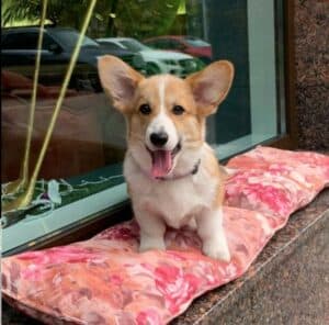 CLAN IRONHORN BRITANIYA играет, щенок вельш корги пемброк