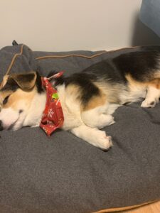 CLAN IRONHORN BERNARD SHAW, 7 месяцев, вельш-корги пемброк на руках у хозяина