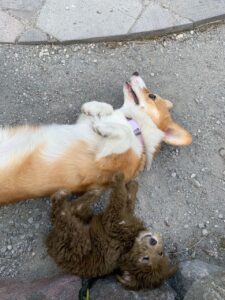 CLAN IRONHORN BRITANIYA, щенок вельш корги пемброк, семь месяцев, фотосессия