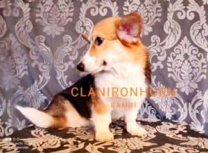 CLAN IRONHORN BAMBINO STAR отдыхает, щенок вельш корги пемброк