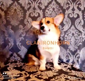CLAN IRONHORN BAMBINO STAR, щенок вельш корги пемброк, семь месяцев
