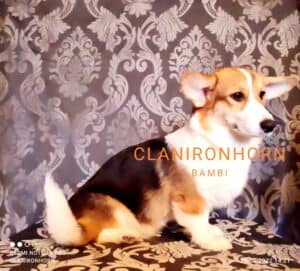 CLAN IRONHORN BAMBINO STAR играет, щенок вельш корги пемброк