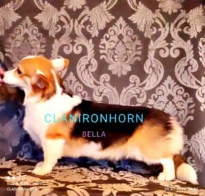 CLAN IRONHORN BELLA SWAN, 8 месяцев, вельш-корги пемброк на прогулке в парке