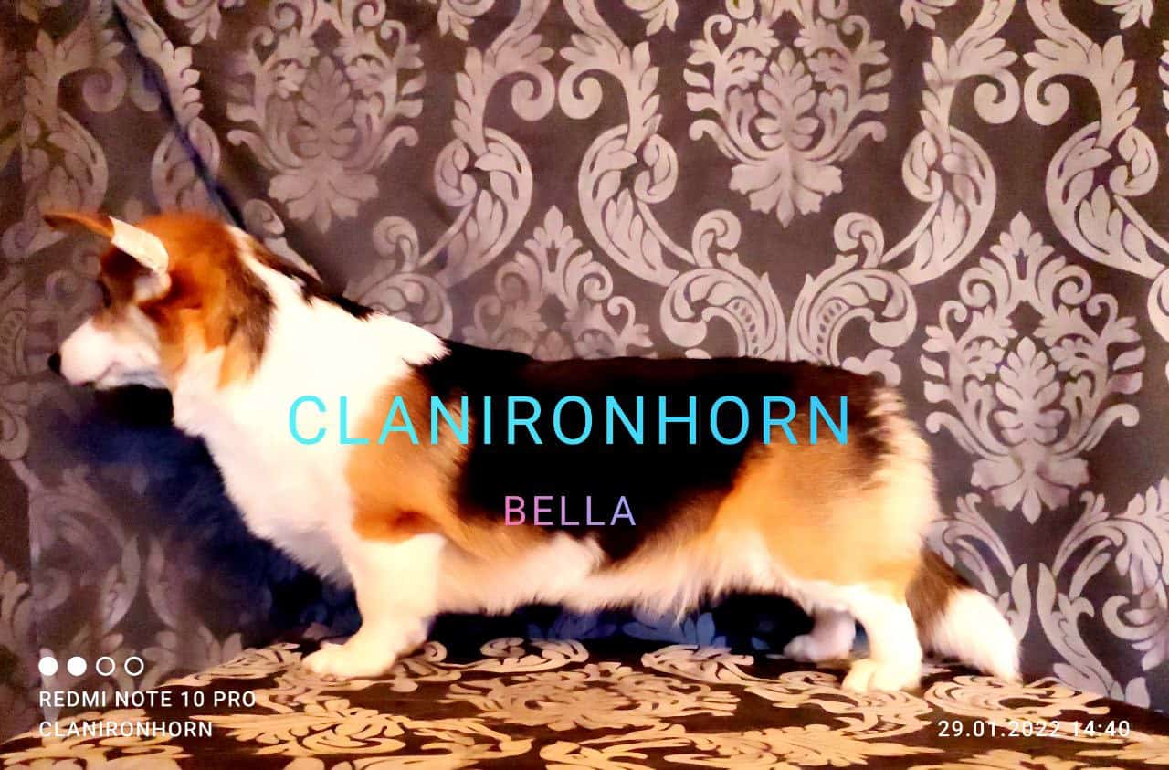 CLAN IRONHORN BELLA SWAN — выпускница питомника вельш корги пемброк, живёт в Воронеже