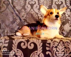 CLAN IRONHORN BELLA SWAN, 8 месяцев, щенок вельш-корги пемброк с хозяином