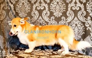 CLAN IRONHORN BRIDGET JONES, 8 месяцев, игривая вельш-корги пемброк