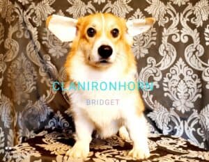 CLAN IRONHORN BRIDGET JONES, 8 месяцев, вельш-корги пемброк на прогулке