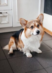 CLAN IRONHORN ANSAREM RUNOPLET (Купер) отдыхает на диване, собаке 1,5 года