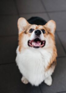 CLAN IRONHORN ANSAREM RUNOPLET (Купер), собаке 1,5 года, в домашнем уюте