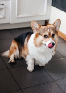 CLAN IRONHORN ANSAREM RUNOPLET (Купер) играет с игрушкой дома, собаке 1,5 года