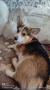 Кобель-производитель вельш корги пемброк ZELENAYA DOLINA MERCURY WINNER N/B питомника вельш корги пемброк CLAN IRONHORN расслабляется