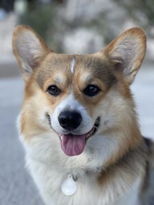 CLAN IRONHORN ANSAREM RUNOPLET (Купер) наслаждается солнечным днём в Черногории, собаке 2 года