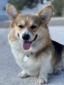 CLAN IRONHORN ANSAREM RUNOPLET (Купер) исследует новые места в Черногории, собаке 2 года