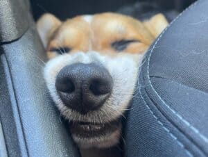 CLAN IRONHORN ANSAREM RUNOPLET (Купер) играет в воде в Черногории, собаке 2 года