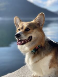 CLAN IRONHORN ANSAREM RUNOPLET (Купер) — выпускник питомника вельш корги пемброк