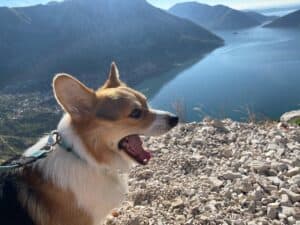 CLAN IRONHORN ANSAREM RUNOPLET (Купер) отдыхает на природе в Черногории, собаке 2 года