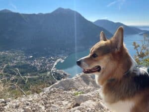 CLAN IRONHORN ANSAREM RUNOPLET (Купер), собаке 2 года, летние прогулки в Черногории