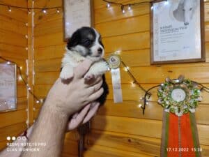 CLAN IRONHORN VEKSANA, 3 недели, щенок вельш-корги пемброк с мамой и братьями