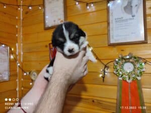 CLAN IRONHORN VEKSANA, 3 недели, щенок вельш-корги пемброк исследует мир