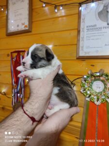 CLAN IRONHORN VERIN, 3 недели, спящий щенок вельш-корги пемброк