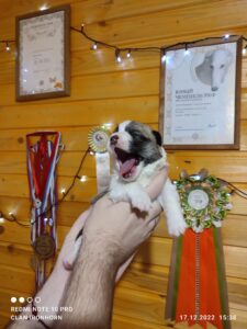 CLAN IRONHORN VERIN, 3 недели, щенок вельш-корги пемброк с мамой