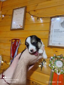 CLAN IRONHORN VETER SIBIRI, 3 недели, щенок вельш-корги пемброк с мамой