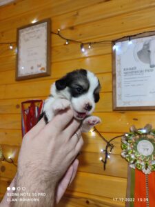 CLAN IRONHORN VETER SIBIRI, 3 недели, спящий щенок вельш-корги пемброк