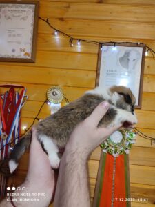 CLAN IRONHORN VASILEVS CESAR, 3 недели, щенок вельш-корги пемброк с мамой