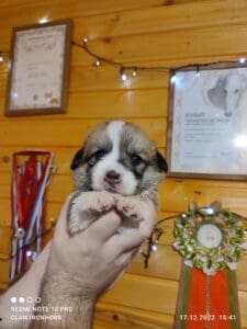 CLAN IRONHORN VASILEVS CESAR, 3 недели, спящий щенок вельш-корги пемброк