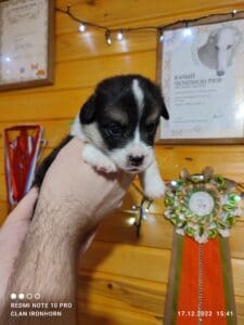 CLAN IRONHORN VALIR, 3 недели, спящий щенок вельш-корги пемброк