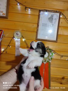 CLAN IRONHORN VETANA, три недели, щенок вельш-корги пемброк с мамой