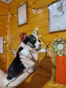 CLAN IRONHORN VETANA, три недели, щенок вельш-корги пемброк спит