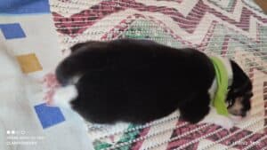 CLAN IRONHORN VALIR, 1 неделя, спящий щенок вельш-корги пемброк