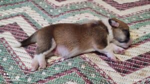 CLAN IRONHORN VASILEVS CESAR, несколько дней, щенок вельш-корги пемброк с мамой