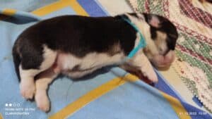 CLAN IRONHORN VETER SIBIRI, несколько дней, спящий щенок вельш-корги пемброк