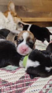 CLAN IRONHORN VASILEVS CESAR, несколько дней, спящий щенок вельш-корги пемброк