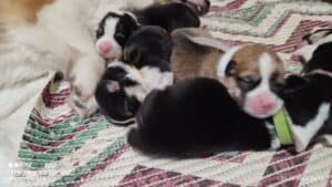 CLAN IRONHORN VASILEVS CESAR, несколько дней, щенок вельш-корги пемброк исследует мир