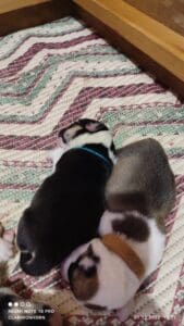 CLAN IRONHORN VERIN, почти неделя, щенок вельш-корги пемброк с мамой