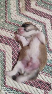 CLAN IRONHORN VASILEVS CESAR, несколько дней, щенок вельш-корги пемброк на руках у заводчика