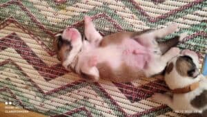 CLAN IRONHORN VERIN, почти неделя, спящий щенок вельш-корги пемброк