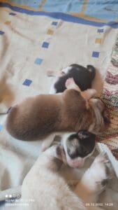 CLAN IRONHORN VASILEVS CESAR, несколько дней, щенок вельш-корги пемброк играет с братом