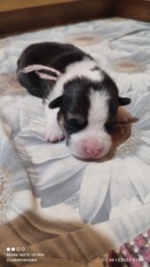 CLAN IRONHORN VETANA, одна неделя, щенок вельш-корги пемброк с мамой