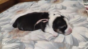 CLAN IRONHORN VETANA, одна неделя, спящий щенок вельш-корги пемброк